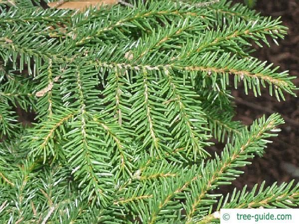caucasian spruce (Picea orientalis) branches