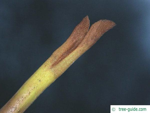 caucasian wingnut (Pterocarya fraxinifolia) terminal bud