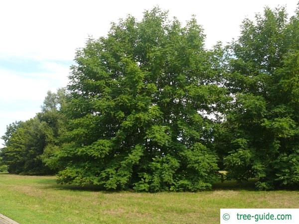 caucasian wingnut (Pterocarya fraxinifolia) tree