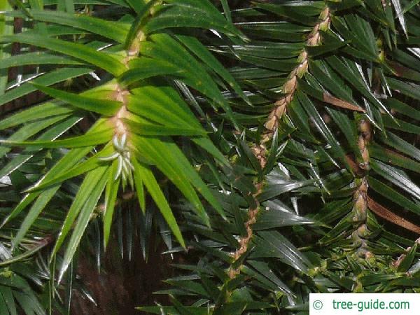 china fir (Cunninghamia lanceolata) branch