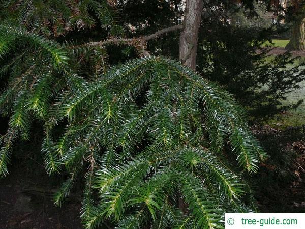 china fir (Cunninghamia lanceolata) branches