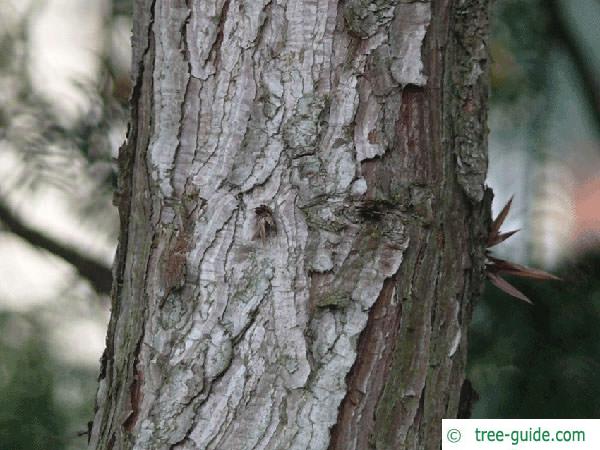 china fir (Cunninghamia lanceolata) trunk