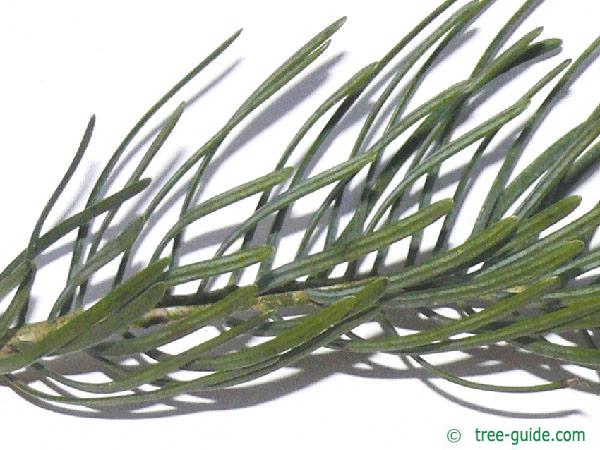 colorado fir (Abies concolor) needles2