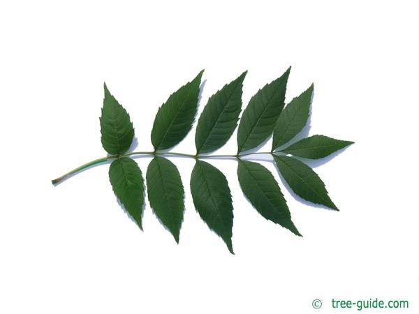 common ash (Fraxinus excelsior) leaf