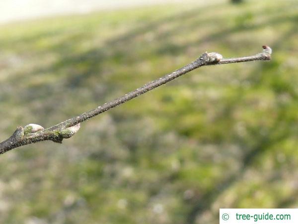 common hackberry (Celtis occidentalis) bud