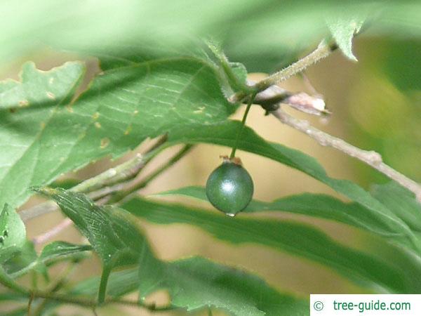 common hackberry (Celtis occidentalis) fruit