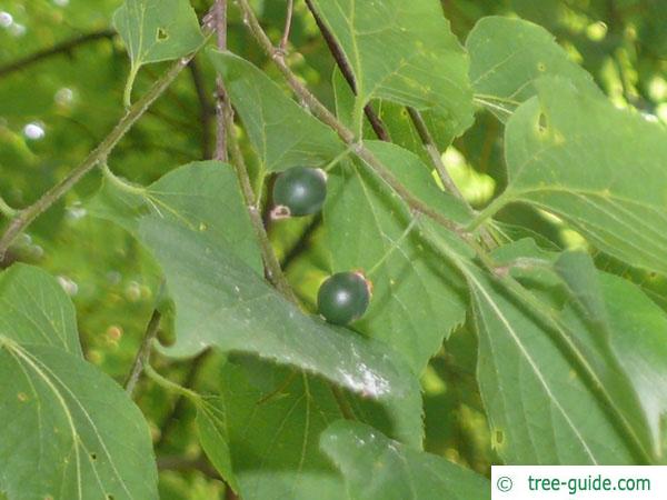 common hackberry (Celtis occidentalis) fruits