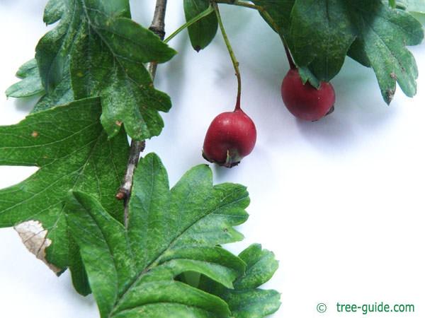 common hawthorn (Crataegus monogyna) fruits