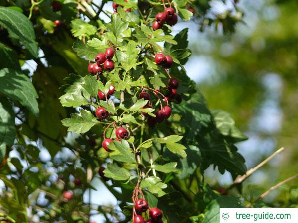 common hawthorn (Crataegus monogyna) leaves and berries