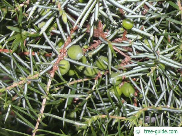 common juniper (Juniperus communis) berries