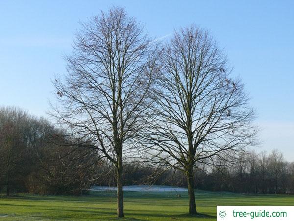 common lime (Tilia intermedia) tree in winter