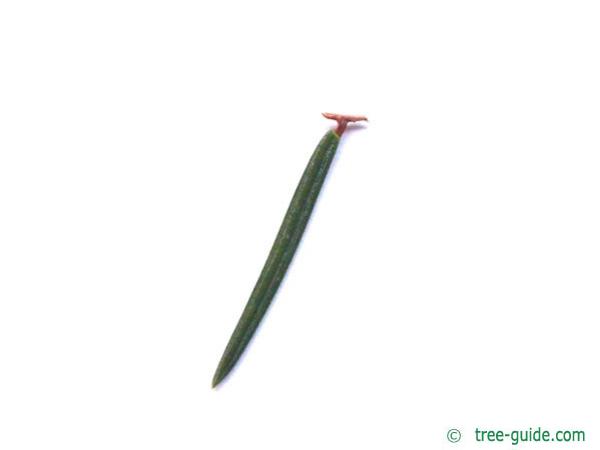 common spruce (Picea abies) cut