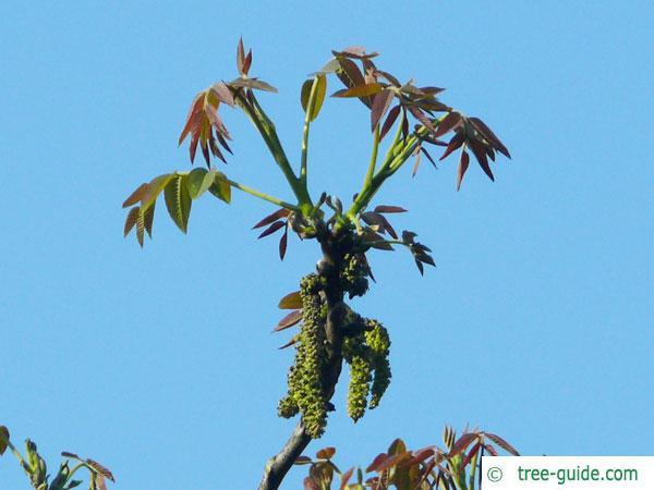 common walnut (Juglans regia) blossom