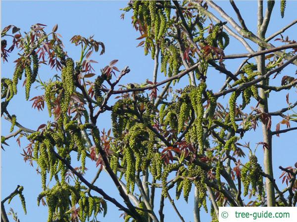 common walnut (Juglans regia) blossoms
