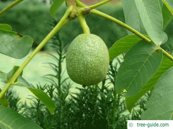 common walnut (Juglans regia) fruit
