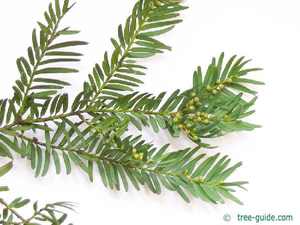 common yew (Taxus baccata)  branch