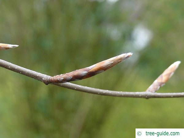 copper beech (Fagus sylvatica purpurea) axial bud