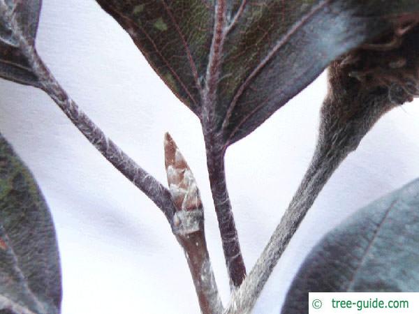copper beech (Fagus sylvatica purpurea) bud summer