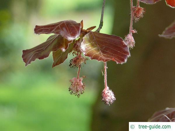 copper beech (Fagus sylvatica purpurea) flower