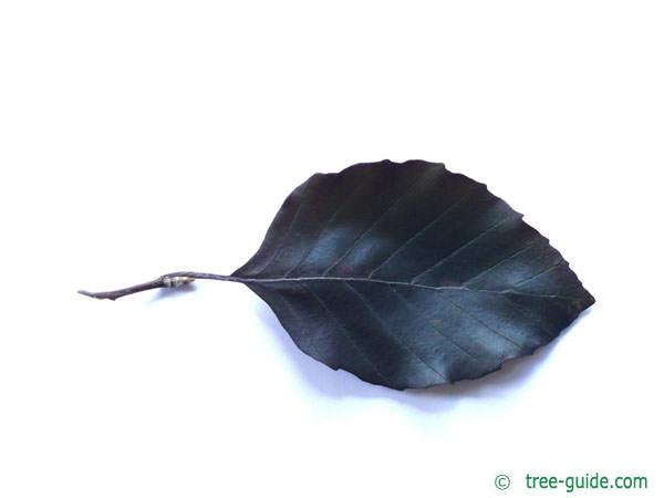 copper beech (Fagus sylvatica purpurea) leaf