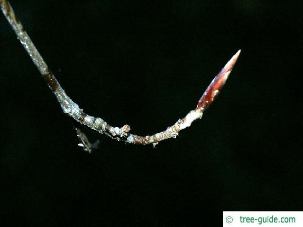 copper beech (Fagus sylvatica purpurea) bud