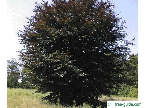 copper beech (Fagus sylvatica purpurea) tree