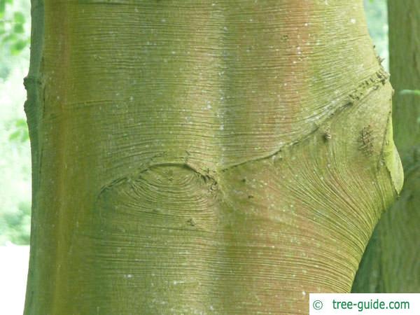 copper beech (Fagus sylvatica purpurea) trunk