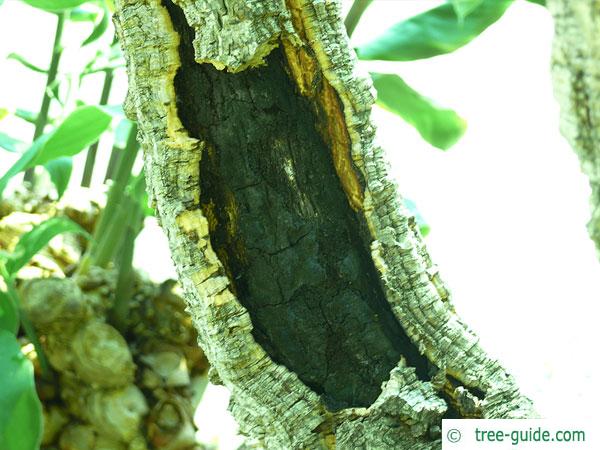 cork oak (Quercus suber) corky bark