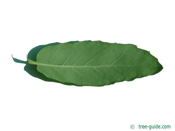 cork oak (Quercus suber) leaf underside