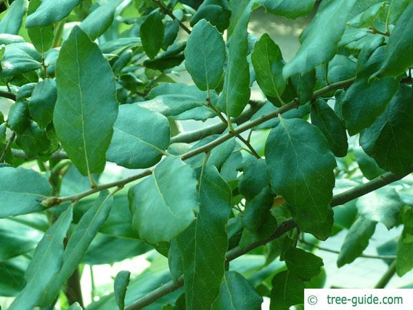 cork oak (Quercus suber) leaves