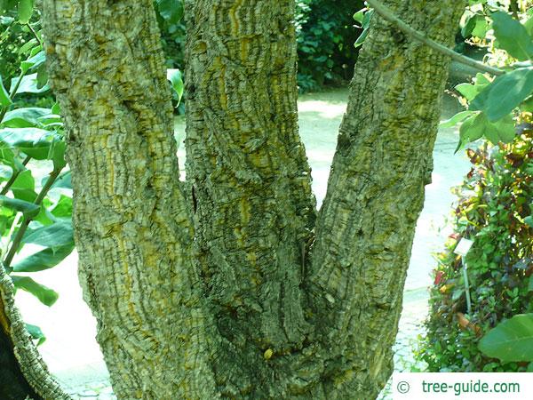 cork oak (Quercus suber) trunk / bark