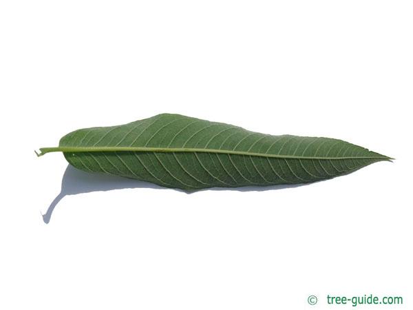 crack willow (Salix fragilis) leaf underside