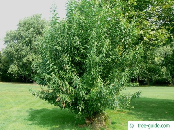 crack willow (Salix fragilis) tree