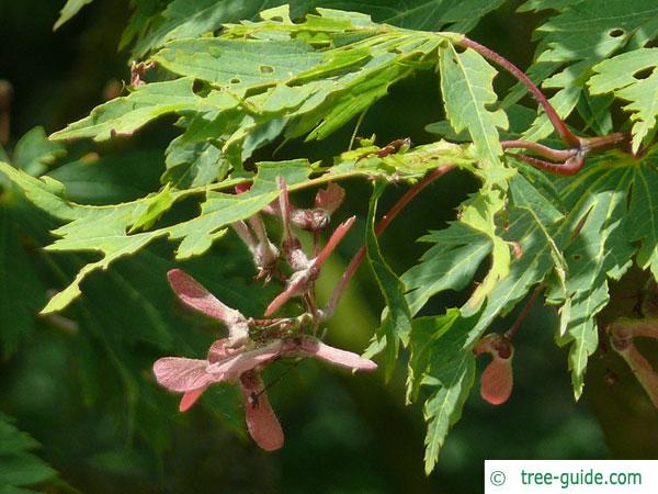 cut leaved japanese maple (Acer japonicum 'Aconitifolium') leaves and fruits