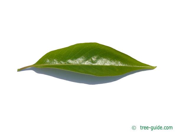 date plum (Diospyros lotus) leaf
