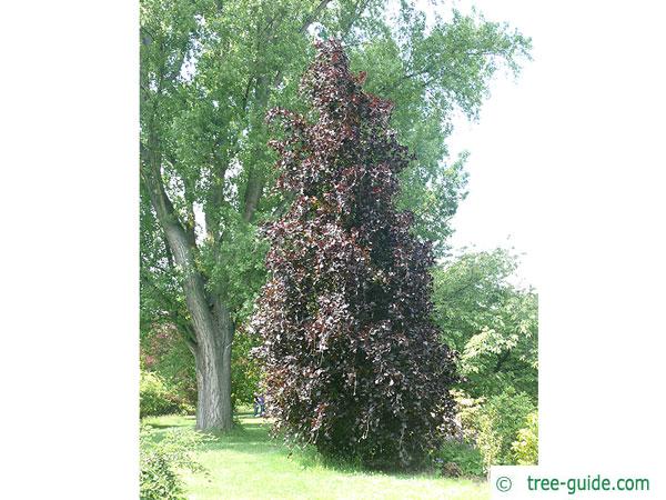 dawyk beech (Fagus sylvatica 'Dawyck Purple') tree in summer