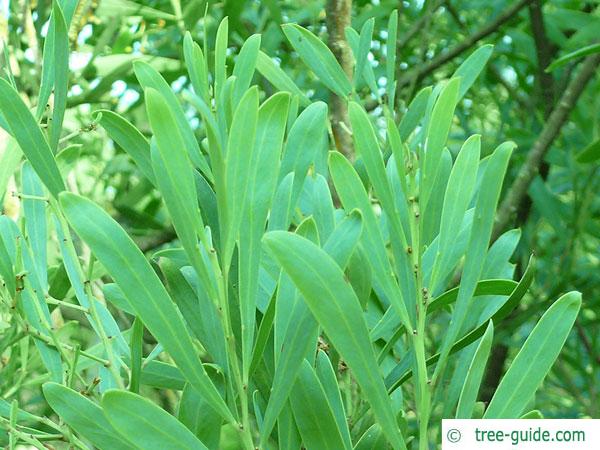 dietrich wattle (Acacia dietrichiana) leaves