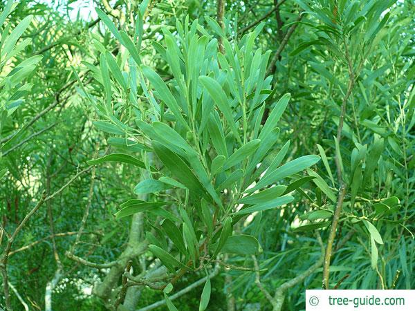 dietrich wattle (Acacia dietrichiana) twig with leaves
