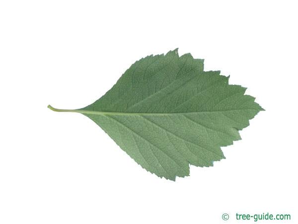 douglas hawthorn (Crataegus douglasii) leaf underside