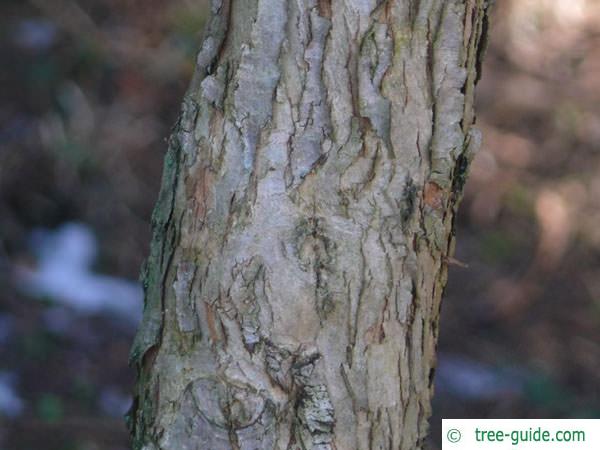 douglas hawthorn (Crataegus douglasii) trunk