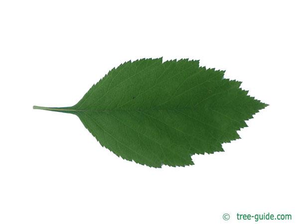 downy hawthorn (Crataegus mollis) leaf