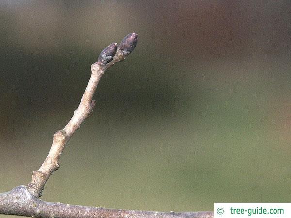 dutch elm (Ulmus hollandica) buds