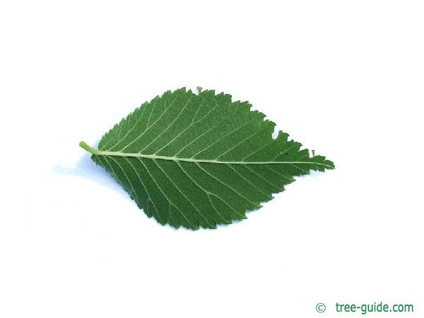 dutch elm (Ulmus hollandica) leaf underside