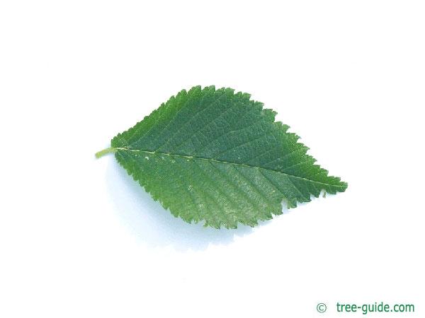 dutch elm (Ulmus hollandica) leaf