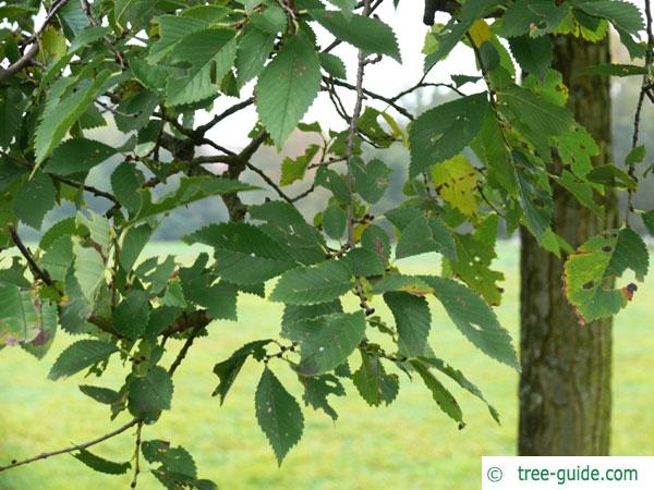 dutch elm (Ulmus hollandica) leaves