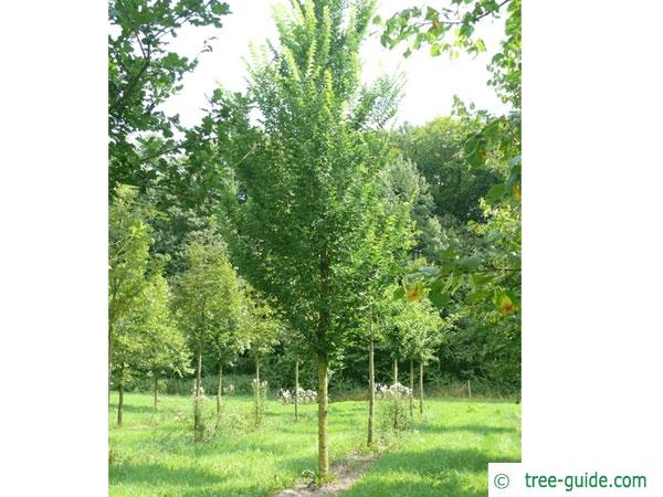 dutch elm (Ulmus hollandica) tree
