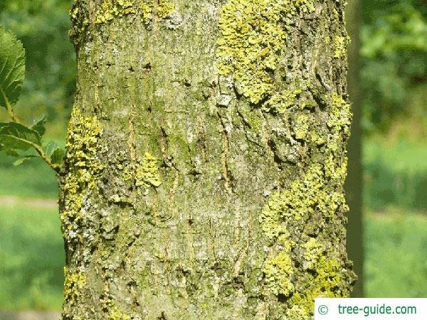 dutch elm (Ulmus hollandica) trunk / bark