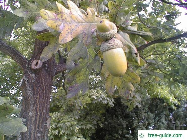 english oak (Quercus robur) fruit / acorn