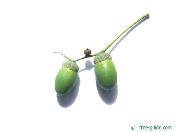 english oak (Quercus robur) fruits / acorns