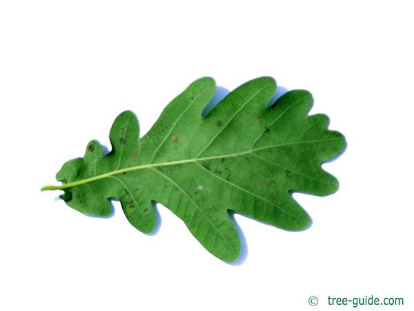 english oak (Quercus robur) leaf underside